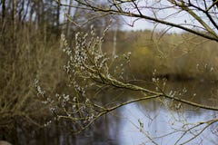Ветви цвести вербы стоковые изображения rf Ветви цвести вербы стоковые изображения rf