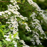 Ветвь spirea белых цветков для дизайна обоев r Белый дизайн предпосылки Украшения цветка r стоковые изображения Ветвь spirea белых цветков для дизайна обоев r Белый дизайн предпосылки Украшения цветка r стоковые изображения