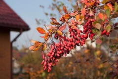 Ветвь барбариса барбариса vulgaris со свежей зрелой естественной предпосылкой ягод стоковое фото rf Ветвь барбариса барбариса vulgaris со свежей зрелой естественной предпосылкой ягод стоковое фото rf