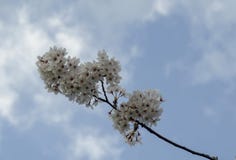 Ветвь вишни цветения японская, красивая весна цветет для предпосылки, Софии стоковая фотография Ветвь вишни цветения японская, красивая весна цветет для предпосылки, Софии стоковая фотография