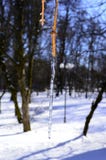 Ветвь дерева в льде стоковые фото Ветвь дерева в льде стоковые фото