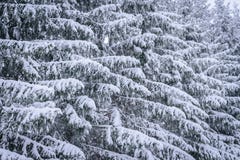 Ветвь дерева покрывала с сильным снегопадом в сезоне зимы на Лапландии, Финляндии стоковое фото Ветвь дерева покрывала с сильным снегопадом в сезоне зимы на Лапландии, Финляндии стоковое фото