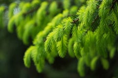Ветвь ели со свежими молодыми зелеными всходами в весеннем времени Выборочный мягкий фокус стоковое фото Ветвь ели со свежими молодыми зелеными всходами в весеннем времени Выборочный мягкий фокус стоковое фото