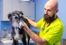 Ветеринарная консультация, ветеринар проверяя борзую стоковая фотография rf Ветеринарная консультация, ветеринар проверяя борзую стоковая фотография rf
