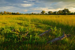 Вечер на дороге травы в саванне, Moremi, перепаде Okavango в Ботсване, Африке Заход солнца в африканской природе Золотая трава со стоковая фотография Вечер на дороге травы в саванне, Moremi, перепаде Okavango в Ботсване, Африке Заход солнца в африканской природе Золотая трава со стоковая фотография