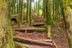 Взбираться лестницы в coniferous лесе стоковое изображение rf Взбираться лестницы в coniferous лесе стоковое изображение rf