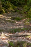 Взбираться лестницы от корней в coniferous лесе стоковые фотографии rf Взбираться лестницы от корней в coniferous лесе стоковые фотографии rf