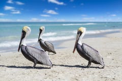 Взгляд конца-вверх 3 пеликанов на пляже океана в Кубе, красивой воде и небе Запачканная предпосылка, bokeh, открытый космос стоковое изображение rf Взгляд конца-вверх 3 пеликанов на пляже океана в Кубе, красивой воде и небе Запачканная предпосылка, bokeh, открытый космос стоковое изображение rf