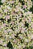 Взгляд конца-вверх сверху бело-розового очитка цветет Sedum s стоковые фото Взгляд конца-вверх сверху бело-розового очитка цветет Sedum s стоковые фото