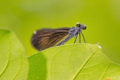 Взгляд крупного плана снизу вида Jewelwing красотки я верю на лист с ровной зеленой предпосылкой - большей деталью макроса стоковые фото Взгляд крупного плана снизу вида Jewelwing красотки я верю на лист с ровной зеленой предпосылкой - большей деталью макроса стоковые фото