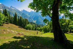 Взгляд сельской местности между лесом, в Sonamarg, положение Джамму и Кашмир, Индия Стоковая Фотография Взгляд сельской местности между лесом, в Sonamarg, положение Джамму и Кашмир, Индия Стоковая Фотография