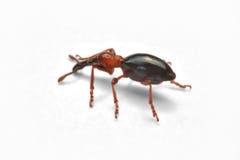 Взгляд со стороны долгоносика жолудя, glandium Curculio, долгоносик малый стоковая фотография rf Взгляд со стороны долгоносика жолудя, glandium Curculio, долгоносик малый стоковая фотография rf
