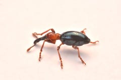 Взгляд со стороны долгоносика жолудя, glandium Curculio, долгоносик малый стоковое изображение Взгляд со стороны долгоносика жолудя, glandium Curculio, долгоносик малый стоковое изображение