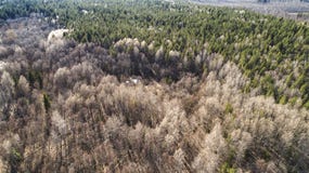 Взгляд трутня леса осени воздушный весной стоковые фотографии rf Взгляд трутня леса осени воздушный весной стоковые фотографии rf