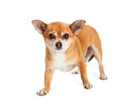 Взрослая собака Crossbreed чихуахуа стоя смотрящ вперед Стоковые Фотографии RF Взрослая собака Crossbreed чихуахуа стоя смотрящ вперед Стоковые Фотографии RF
