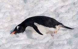 Взрослый пингвин Gentoo есть снег, антартический полуостров стоковое фото rf Взрослый пингвин Gentoo есть снег, антартический полуостров стоковое фото rf