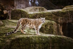 Взрослый снежный барс стоит на каменистом уступе в зоопарке Базеля в Швейцарии Пасмурная погода в зиме стоковая фотография rf Взрослый снежный барс стоит на каменистом уступе в зоопарке Базеля в Швейцарии Пасмурная погода в зиме стоковая фотография rf