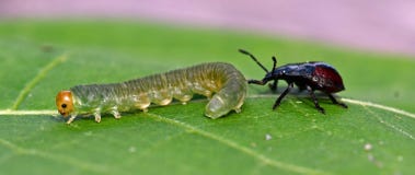 Взятые на острие нимфы bidens Picromerus shieldbug, принимают личинку стоковые фотографии rf Взятые на острие нимфы bidens Picromerus shieldbug, принимают личинку стоковые фотографии rf
