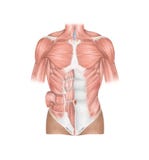 Вид спереди анатомии человеческие торакального и брюшной стенки muscles иллюстрация штока Вид спереди анатомии человеческие торакального и брюшной стенки muscles иллюстрация штока
