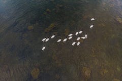 Вид с воздуха Бело-necked лебедей плавая в портовом районе Puerto Natales стоковые изображения Вид с воздуха Бело-necked лебедей плавая в портовом районе Puerto Natales стоковые изображения