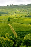 виноградник Италии Тосканы chianti стоковые изображения виноградник Италии Тосканы chianti стоковые изображения