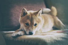 Винтажная собака inu Siba стоковое изображение Винтажная собака inu Siba стоковое изображение
