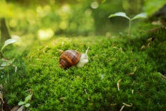 Винтовой линии pomatia улитка также римская, бургундская улитка, съестная улитка или стоковые фото Винтовой линии pomatia улитка также римская, бургундская улитка, съестная улитка или стоковые фото
