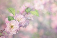 Вишневые цвета весны, розовые цветки на пастельной предпосылке bokeh Красивые розовые розы цветут граница на мягкой предпосылке я стоковое изображение Вишневые цвета весны, розовые цветки на пастельной предпосылке bokeh Красивые розовые розы цветут граница на мягкой предпосылке я стоковое изображение