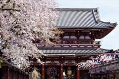 Вишневый цвет Сакуры во время времени Hanami перед воротами Hozomon, виском Senso-ji, Asakusa, Токио, Японией стоковое изображение Вишневый цвет Сакуры во время времени Hanami перед воротами Hozomon, виском Senso-ji, Asakusa, Токио, Японией стоковое изображение