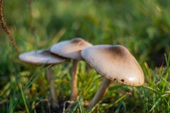 3 влажных гриба на поле с теплым светом стоковая фотография 3 влажных гриба на поле с теплым светом стоковая фотография