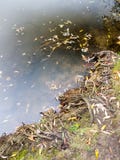 внешняя поверхность воды дня осени ландшафта озера природы красивая стоковые фотографии rf внешняя поверхность воды дня осени ландшафта озера природы красивая стоковые фотографии rf