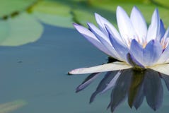 вода отражения лилии Стоковые Изображения вода отражения лилии Стоковые Изображения