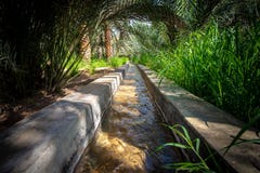 Вода пропуская в falaj в очень оазисе зеленого цвета стоковые изображения rf Вода пропуская в falaj в очень оазисе зеленого цвета стоковые изображения rf