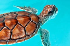 вода черепахи младенца Стоковая Фотография RF вода черепахи младенца Стоковая Фотография RF
