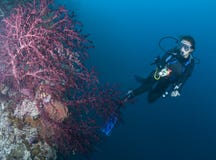 Водолаз СКУБА и пурпуровый вентилятор моря стоковое фото rf Водолаз СКУБА и пурпуровый вентилятор моря стоковое фото rf