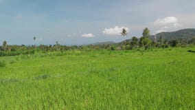 воздушное видео летания 4K зеленого риса fields близко к вулкану Agung, острову Бали стоковое изображение rf воздушное видео летания 4K зеленого риса fields близко к вулкану Agung, острову Бали стоковое изображение rf