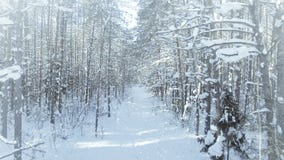 ВОЗДУШНЫЙ, который замерли лес зимы плотный, чаща леса, с славными снежностями и uhd солнца 4k видеоматериал ВОЗДУШНЫЙ, который замерли лес зимы плотный, чаща леса, с славными снежностями и uhd солнца 4k видеоматериал