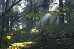 Волшебная осень Forest Park Лес красивой сцены туманный старый с лучами, тенями и туманом Солнця стоковые фотографии rf Волшебная осень Forest Park Лес красивой сцены туманный старый с лучами, тенями и туманом Солнця стоковые фотографии rf