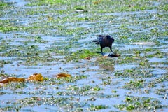Ворона есть краба во время малой воды в гавани орла острова Bainbridge стоковые фото Ворона есть краба во время малой воды в гавани орла острова Bainbridge стоковые фото