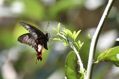 Восточные бабочки Swallowtail тигра, черные бабочки, бабочки Swallowtail стоковые изображения Восточные бабочки Swallowtail тигра, черные бабочки, бабочки Swallowtail стоковые изображения