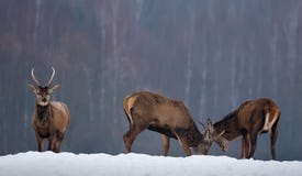 Воюя олени: Несколько молодых оленей Spiczak узнают отношение Cervus Elaphus 2 рогачей красных оленей воюя в зиме стоковые фото Воюя олени: Несколько молодых оленей Spiczak узнают отношение Cervus Elaphus 2 рогачей красных оленей воюя в зиме стоковые фото