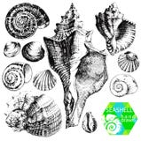 Seashells иллюстрация штока Seashells иллюстрация штока