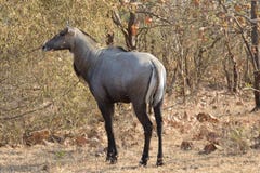 Встреча с nilgai голубого быка стоковое фото Встреча с nilgai голубого быка стоковое фото