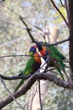 2 выглядеть как попугай lorikeet радуги сидя на ветви дерева среди зеленых листьев стоковое фото 2 выглядеть как попугай lorikeet радуги сидя на ветви дерева среди зеленых листьев стоковое фото