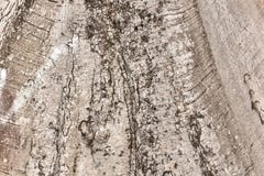 Вызревание коры дерева с отказами стоковая фотография rf Вызревание коры дерева с отказами стоковая фотография rf