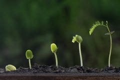 Выращивание растения от дерева семени Выращивание растения от дерева семени