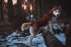 Выследите лайку породы сибирскую идя весной восход солнца предпосылки леса стоковая фотография Выследите лайку породы сибирскую идя весной восход солнца предпосылки леса стоковая фотография