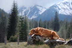 Выследите Retriever утки Новой Шотландии звоня в горах стоковое изображение rf Выследите Retriever утки Новой Шотландии звоня в горах стоковое изображение rf