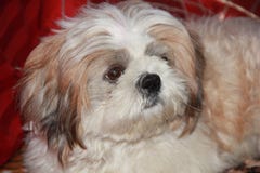 выследите tzu shih стоковые фотографии rf выследите tzu shih стоковые фотографии rf