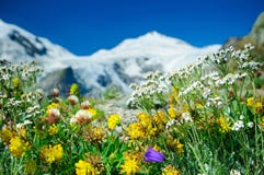 высокогорный лужок стоковые изображения rf высокогорный лужок стоковые изображения rf
